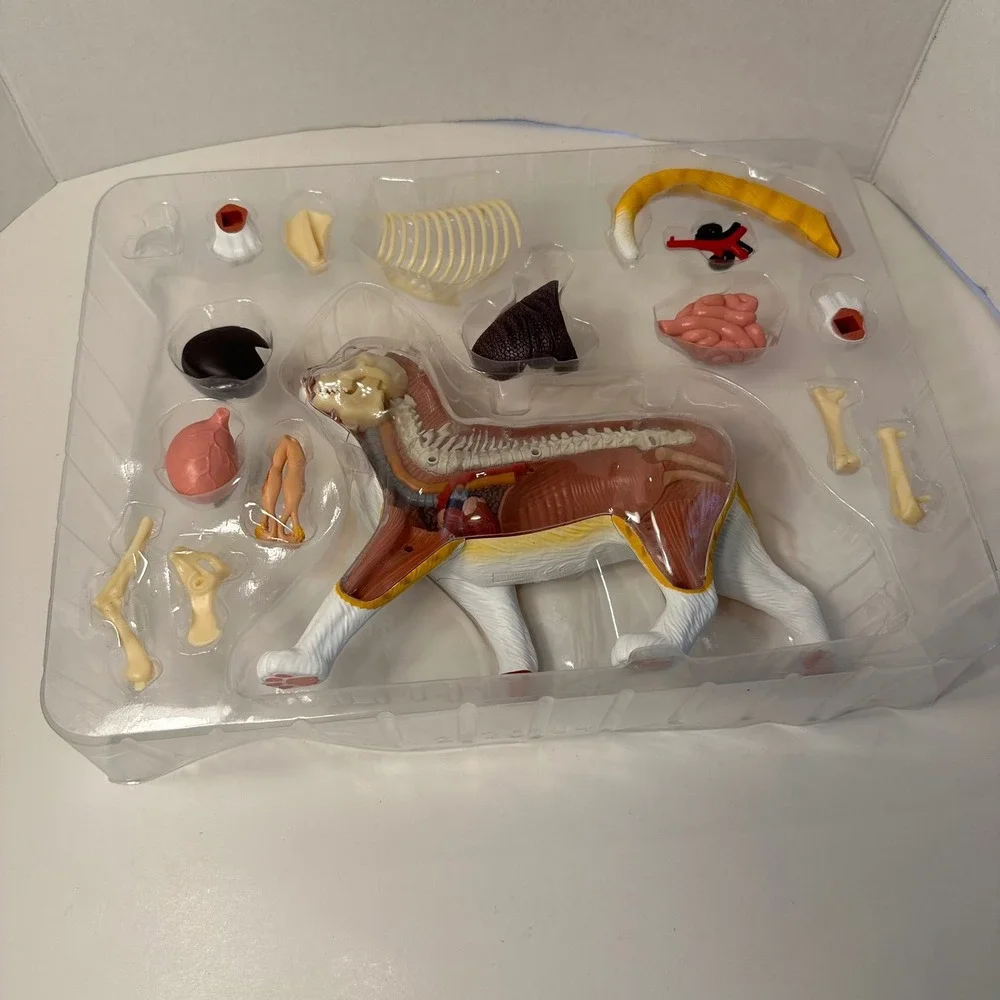 4D Master Vision Cat Anatomy Model 28 Parts Complete Open Box w/ Guide STEM